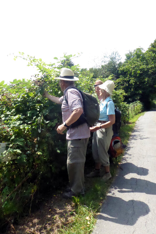 20205-07-19 p1100484_1.jpg.jpg