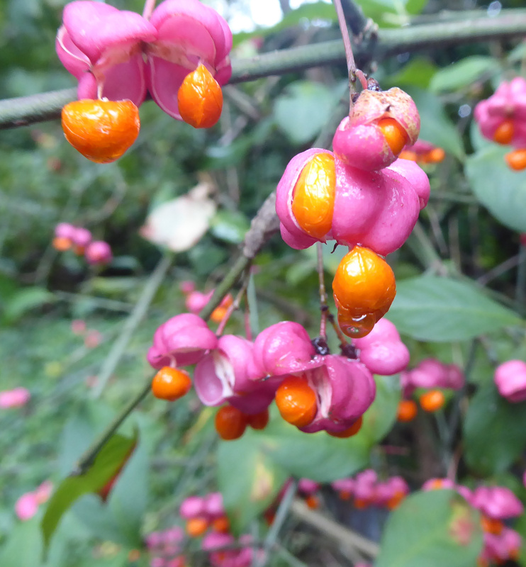 2025-09-20 p1100605__2_.jpg.jpg