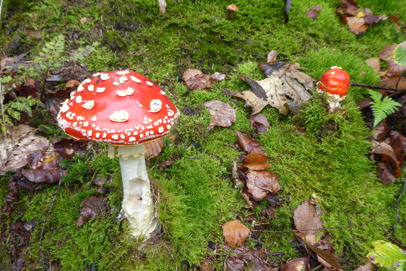 2025-09-21 p1100600.jpg.jpg