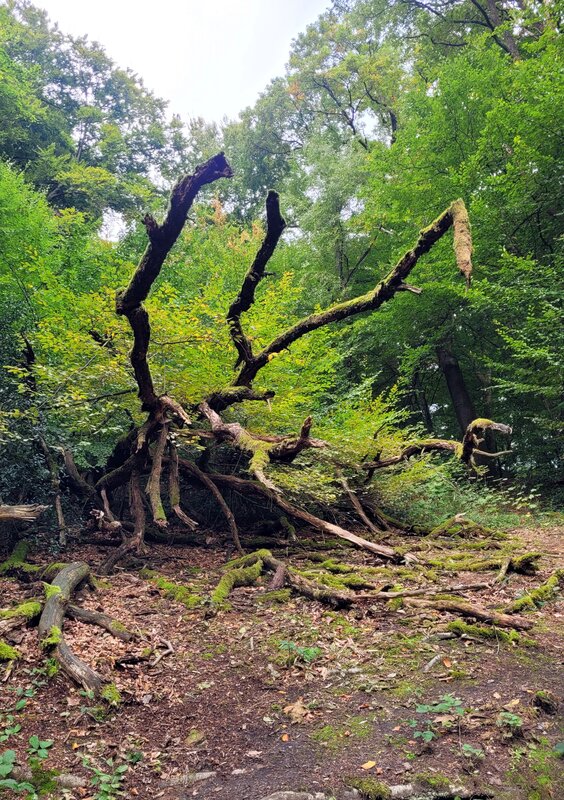 2025-09-27 1000086006.jpg.jpg