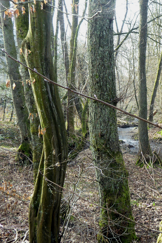 2026-03-07 p1100936__2_.jpg.jpg