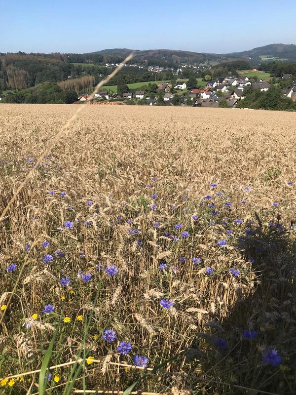 20210814 Bierweg-2.jpg