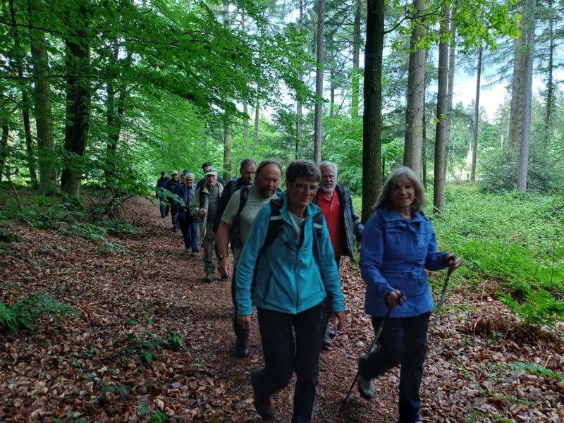 2_wald_wandern.png.jpg