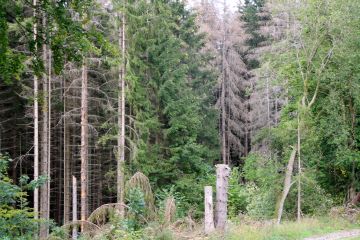 Sorge um den deutschen Wald