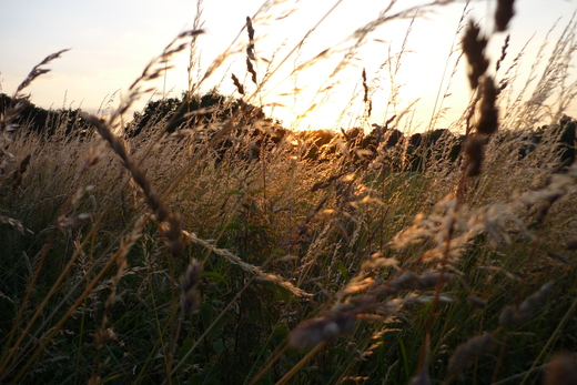 Sonnenuntergang an der Brandheide in Merklinde