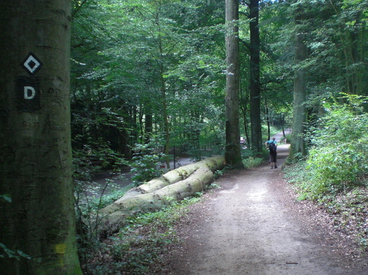 Aaper Wald