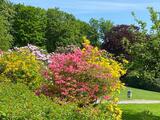11.05.24 Rhododendren im Adolf-Vorwerk-Park