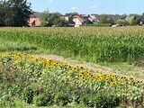 10.08.24 Durch die Rheinauen  nach Uedesheim