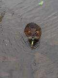 7.09.24 Neuss, am Nordkanal nach Büttgen, Nutria