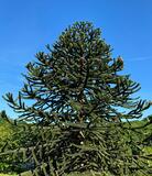 10.05.25 Chilenische Araukarie im Arboretum Burgholz