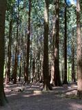 10.05.25 Zedernwald im Arboretum Burgholz