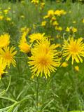 24.05.25 Natur im Ruhrgebiet