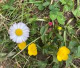 24.05.25 Natur im Ruhrgebiet