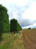 7.06.25 Wandern am Nordkanal, Baumschule Selders