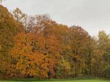 01.11.125 Herbst in den Wupper Bergen