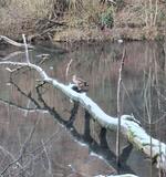 27.12.25 Jahresabschlusswanderung im Neandertal