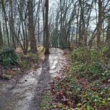 31.01.26 Durchs Osterholz