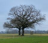 14.02.26  Niederrheinische Landschaft zwischen  Langenfeld, Hilden und Garath