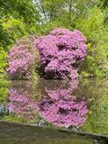 23.05.26 Rhododendren spiegeln sich im Wasser.