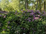 23.05.26 Immer wieder große Rhododendrenbüsche. 