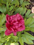 23.05.26 Immer wieder große Rhododendrenbüsche. 