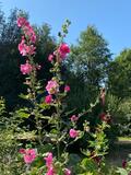 25.07.26 Solinger Bachtäler / Naturpfad-Botanischer Garten