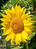 25.07.26 Solinger Bachtäler / Naturpfad-Botanischer Garten