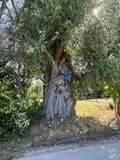 01.08.26 Ein Holzkreuz erinnert an das tragische Schicksal einer Bauernfamilie