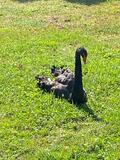 01.08.26 Ein schwarzer Schwan vor dem Rittergut Morp