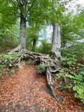 5.09.26 Müll-weg-Sammlung, Haaner-Rundweg