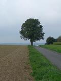 12.09.26 Auf dem Obstwanderweg, Leichlingen