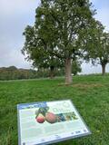 12.09.26 Auf dem Obstwanderweg, Leichlingen