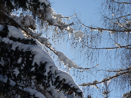 Ob es wohl noch Winter wird ?