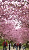 13.04.Kirschblütenallee im Rombergpark
