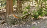 20.04.Die Natur zaubert solche Gebilde