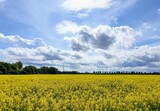 23.04.Der Raps blüht