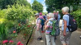 25.06.Ganz viele Sommerblümchen