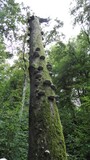 21.09.Ein Baum zum Bouldern