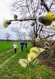 11.03.Weidenkätzchen blühen auch schon