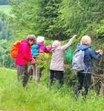 14.06.Tannenspitzen sammeln für Liesels Honig