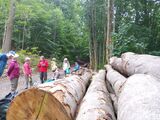 14.06.Baumstammpause
