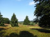 16.08.Die Niedersfelder Hochheide