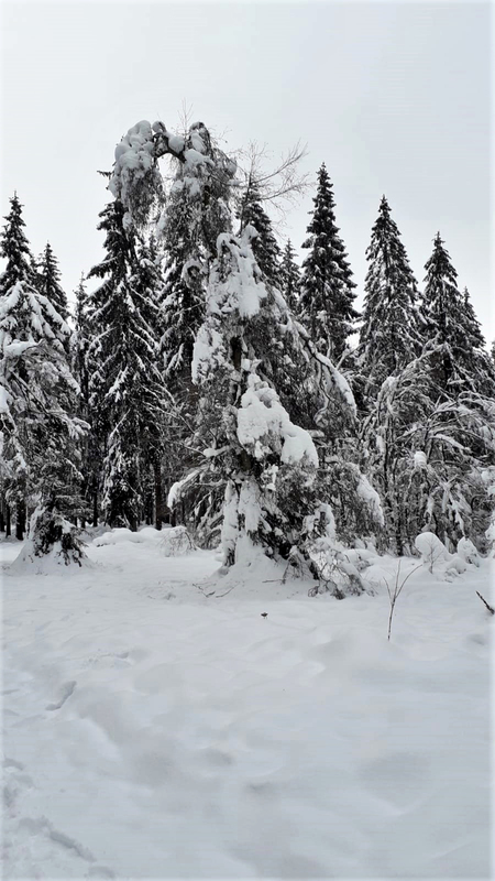 14.01.2021: Winter zum Jahresbeginn 2021 im Ebbegebirge