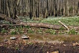 24.03.2021: Moorflächen sind wie hier im Herveler Bruch der Lebensraum der Märzenbecher. Im Vordergrund hat sich der Zunderschwamm (eine der Baumpilzarten) an einer abgestorbenen Erle niedergelassen.