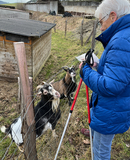 30.01.2024: Ziegenfütterung auf dem Bauernhof in Niederhengstenberg.