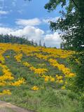20.05.2025: Herrliche Farbflecken bei der Wanderung Richtung Sondern
