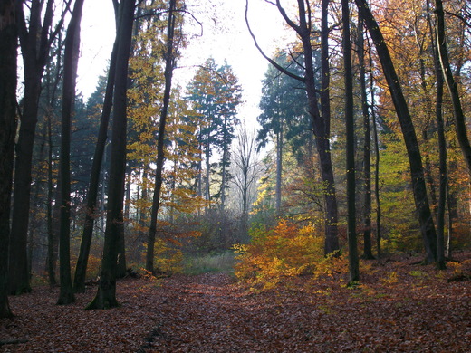 Herbstimpressionen im Neheimer Stadtwald