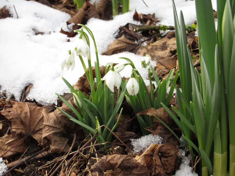 Erste Frühlingsboten