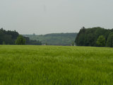 Weizenfeld