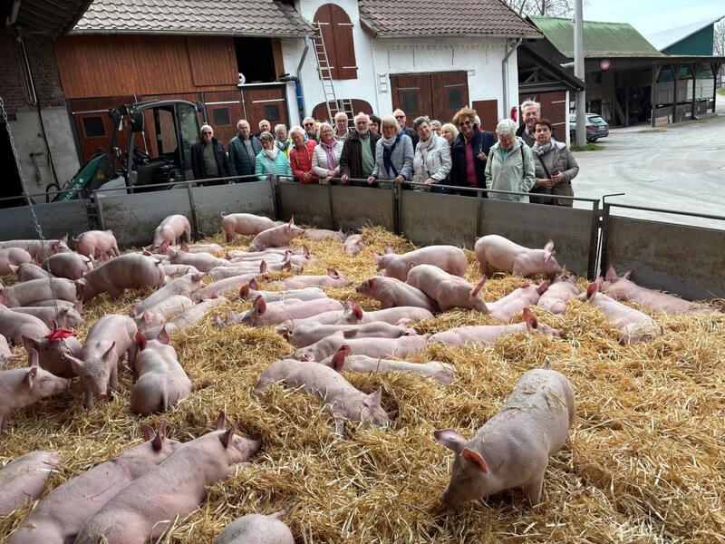 schweine_bei_bauer_korte.jpg